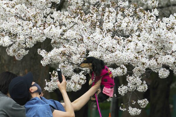Sakura bloom black friday hotsell